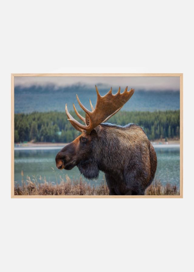 Moose Plakat