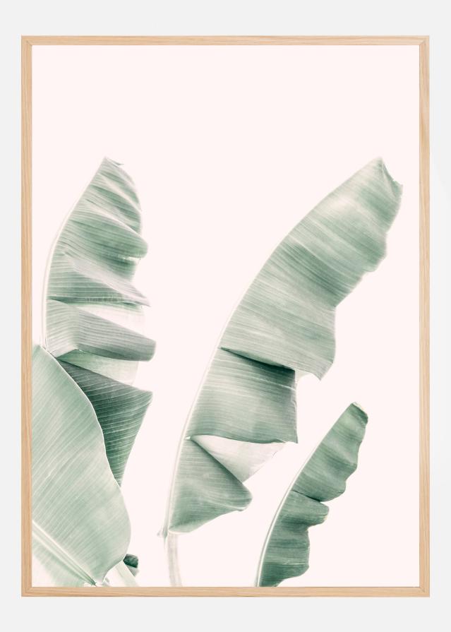 Blush Banana Leaves Plakat