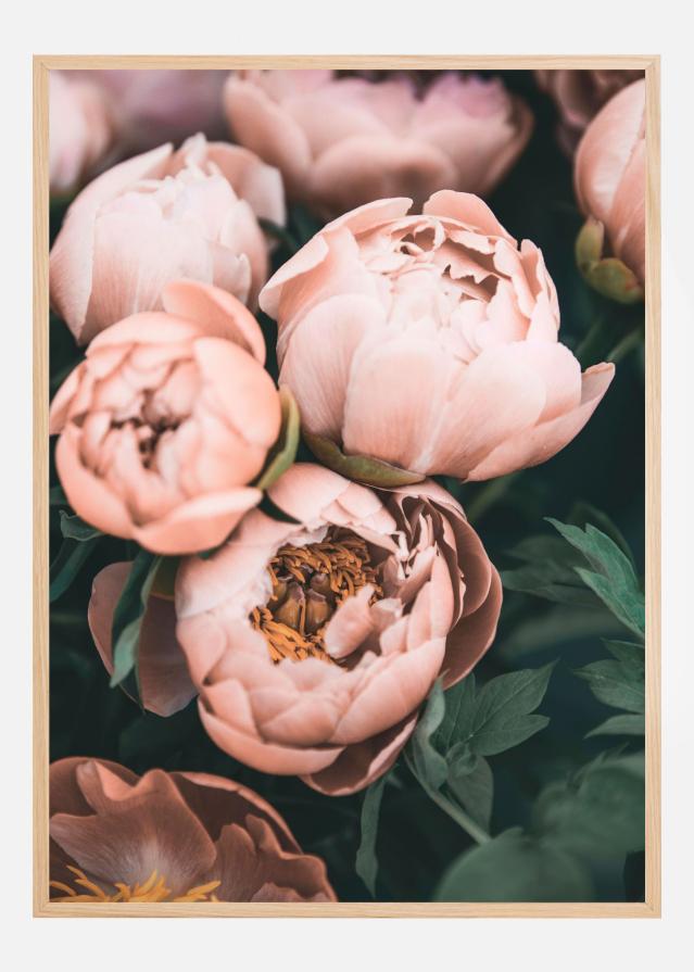 Coral Peonies Plakat
