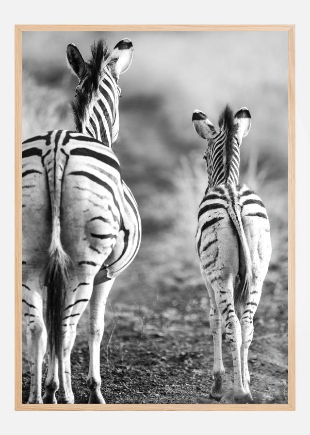 Striped Horse Back Side Plakat