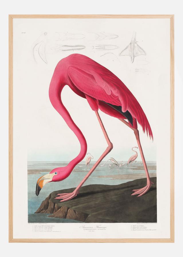 Pink Flamingo From Birds of America (1827) Plakat