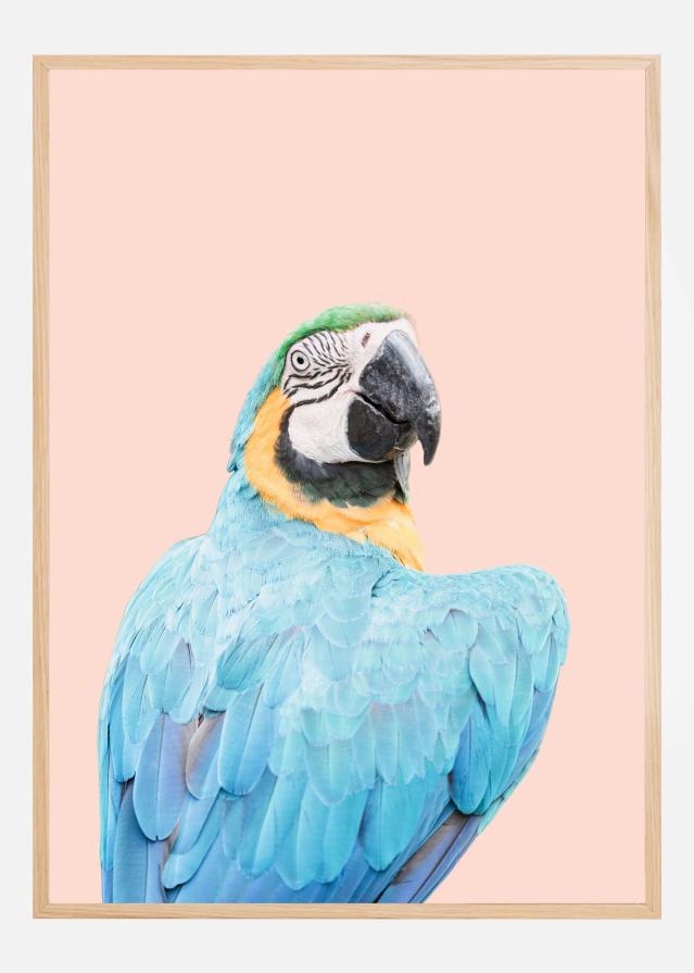 Blue Macaw Plakat
