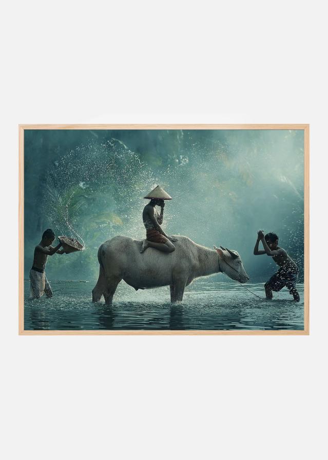 Water Buffalo Plakat