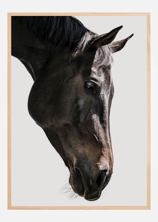 Gentle Equine Gaze Plakat