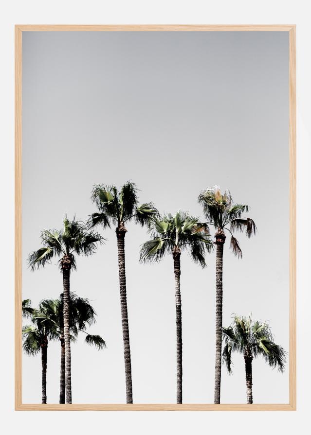 Palm Trees Plakat