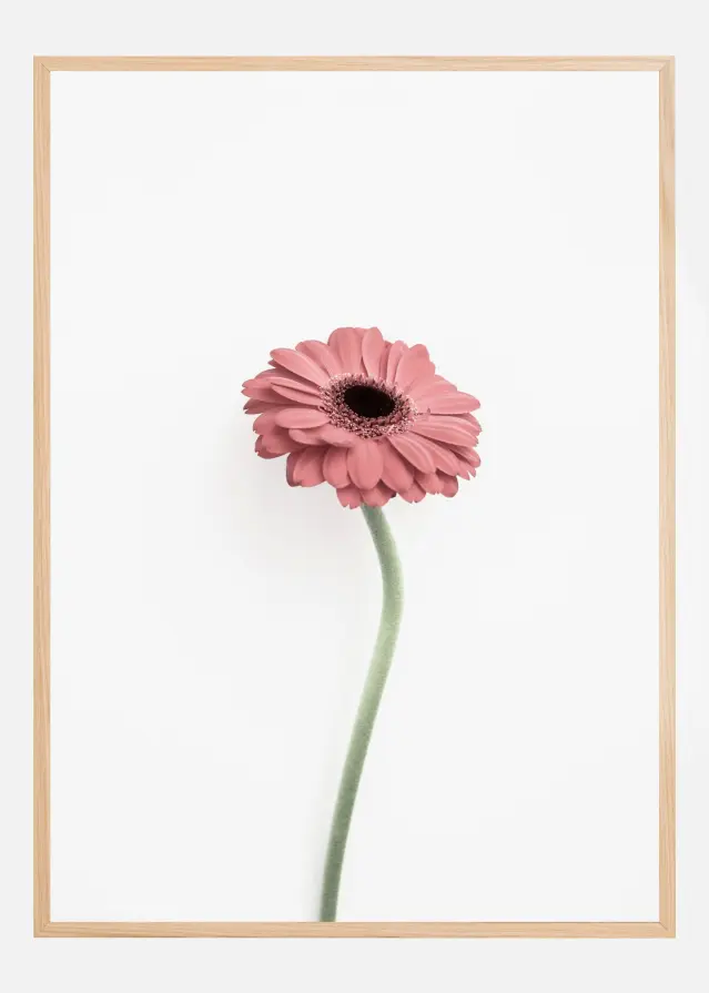Pink Gerbera Plakat