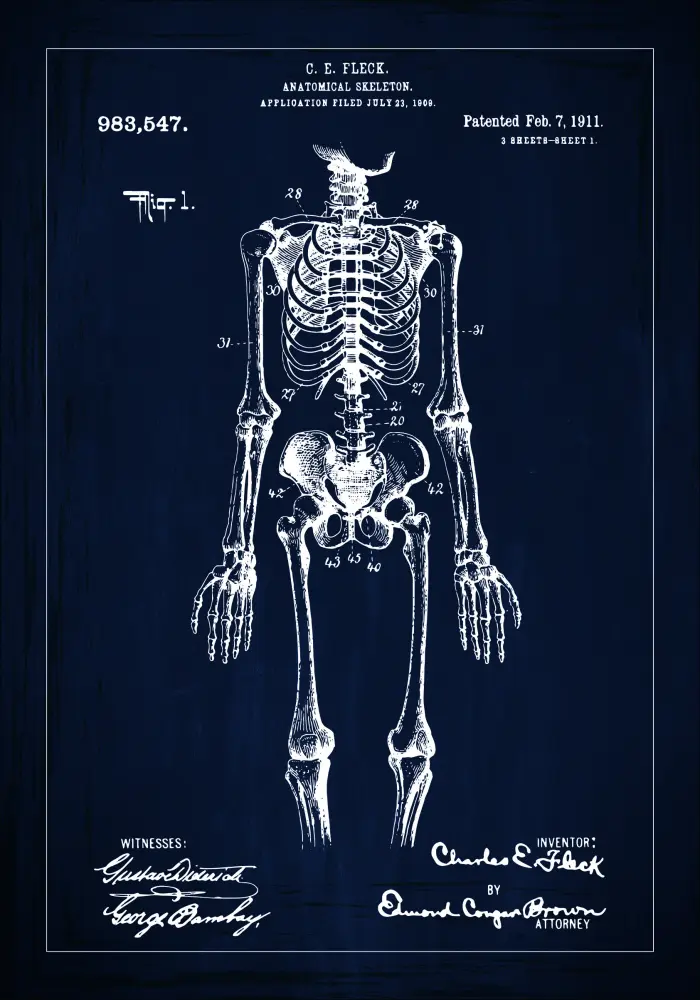 Patentni crtež - Anatomski kostur u - Plava Plakat
