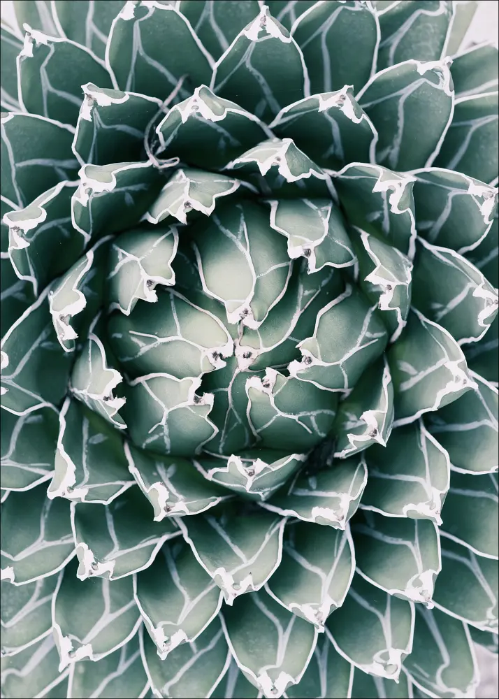 Plant Plakat