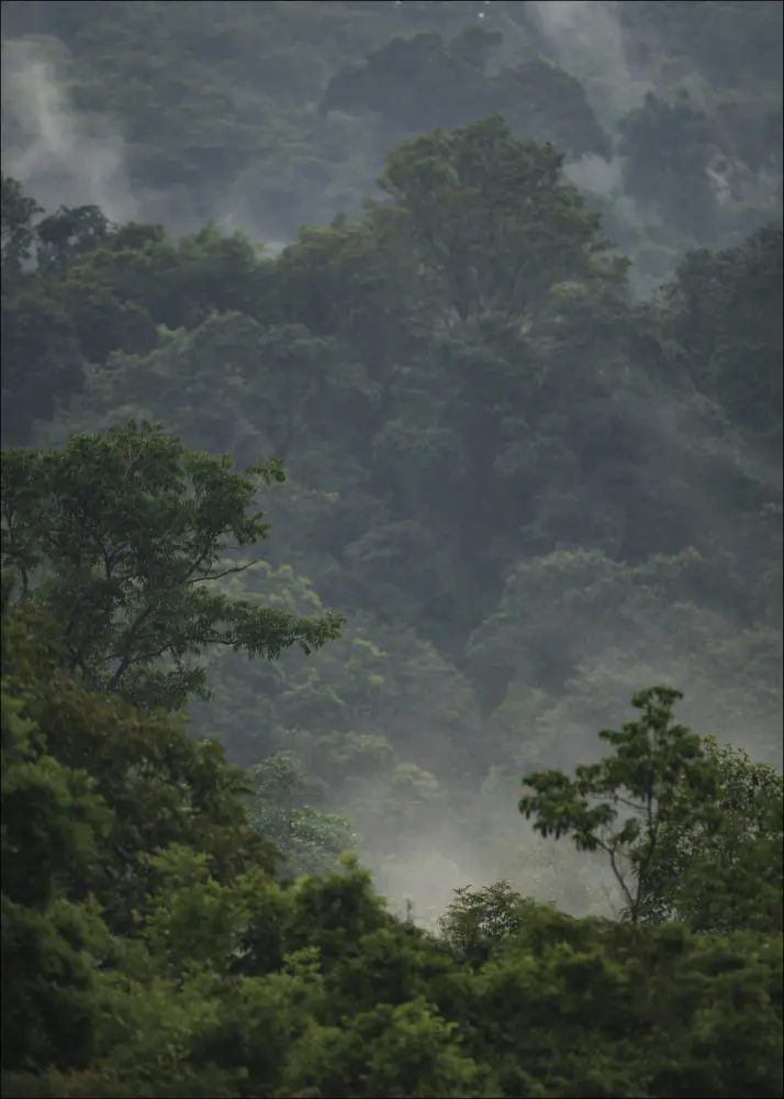 Rainforest Plakat