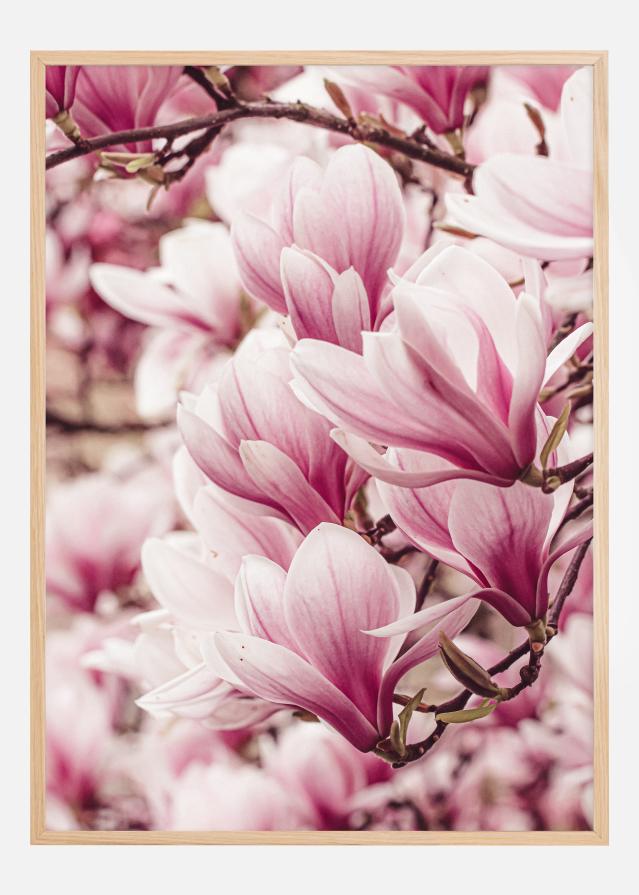 Magnolia Tree Plakat