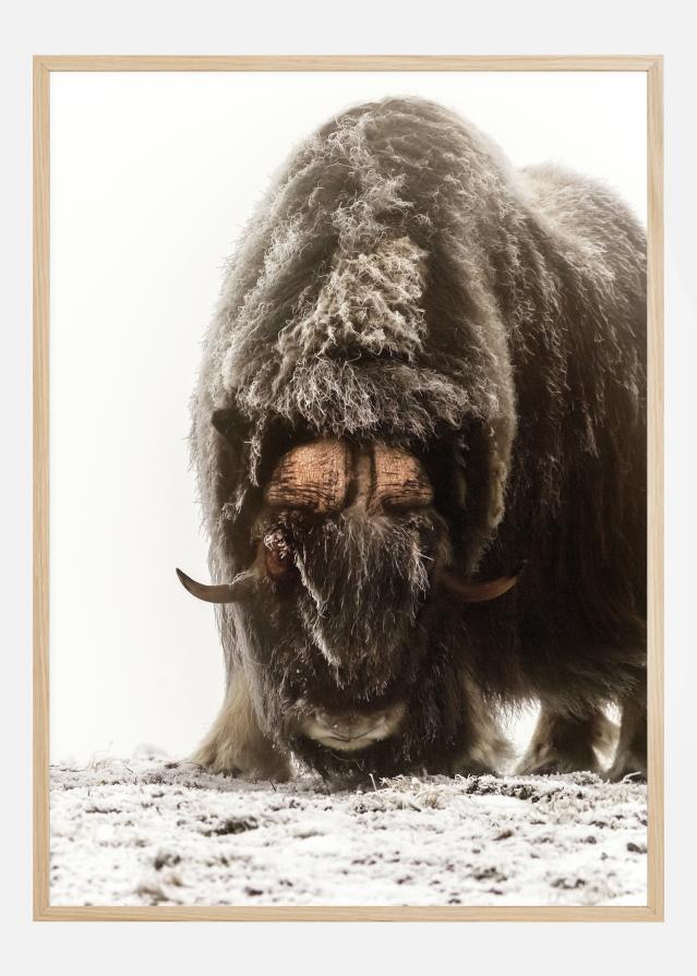 Between the fog and frost Plakat