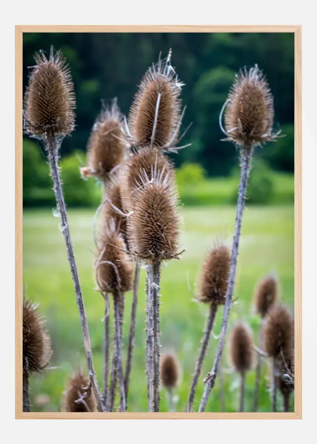Field Plakat