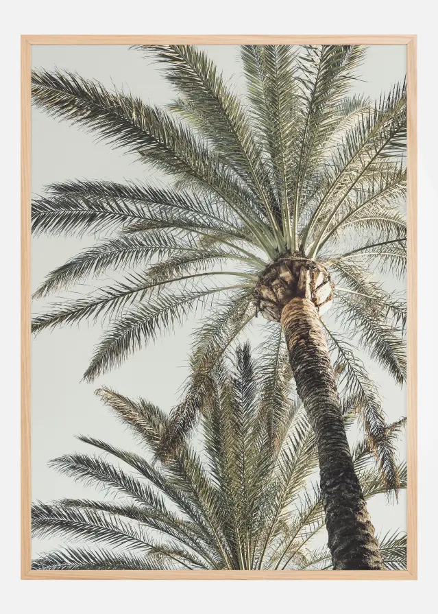 Palm 005 Plakat