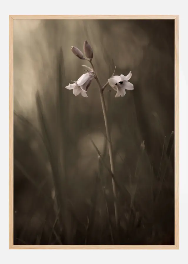 A Small Flower On The Ground Plakat